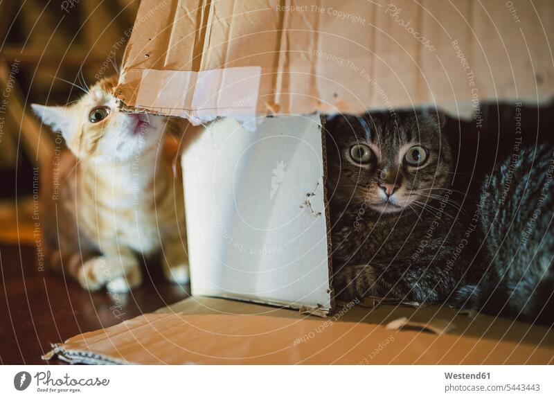 Zwei Katzen spielen mit Pappkarton Karton Pappkartons Kartons Spanien Tierportrait Tierporträts Tierportraet Tierportraets Tierportraits Zuhause zu Hause daheim