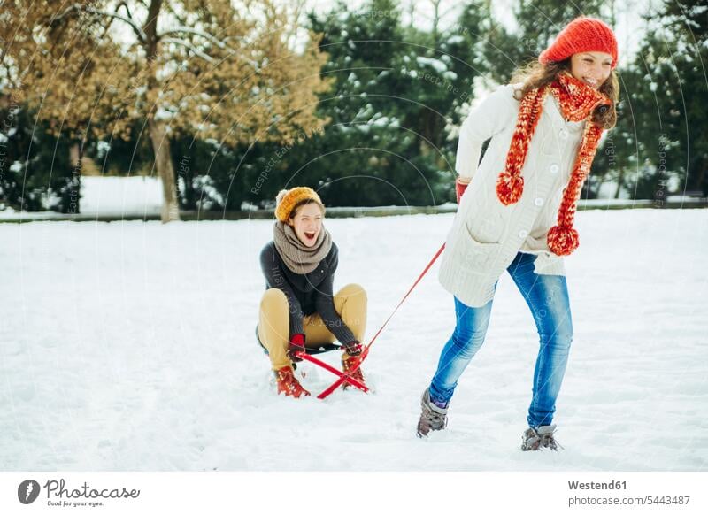 Zwei Freunde amüsieren sich im Schnee Schlitten Freundinnen Freundschaft Kameradschaft Winter winterlich Winterzeit verschneit schneebedeckt ziehen lachen