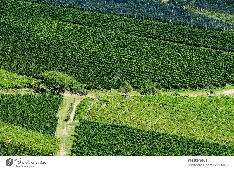 Italien, Südtirol, Eppan, Blick auf den Weinberg Vogelperspektive von oben Draufsicht grün Textfreiraum ländlich auf dem Land auf dem Lande Landschaftsaufnahme