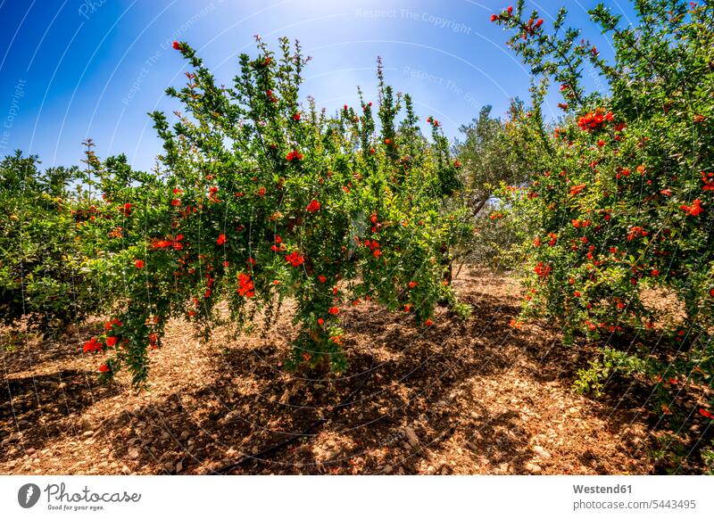 Spanien, Mondron, blühende Granatapfelbäume im Obstgarten Schönheit der Natur Schoenheit der Natur Ruhe Beschaulichkeit ruhig Granatapfelblüte Granatapfelbluete