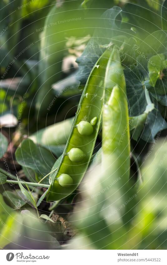 Harvest pea plants. Plovdiv, Bulgaria Ernte ernten hellgrün hellgruen differenzierter Fokus Erbsenschote Erbsenschoten Gesunde Ernährung Ernaehrung