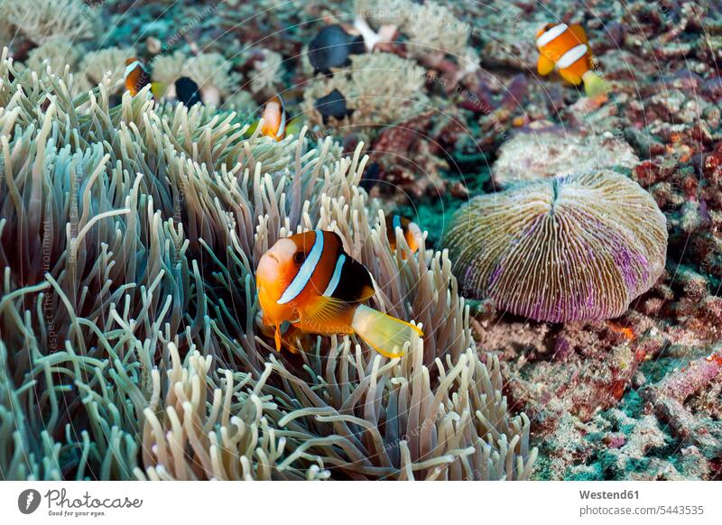Indonesien, Bali, Nusa Lembongan, Clark's Anemonenfisch, Amphiprion clarkii tropisch Clarks Anemonenfisch Clarks Anemonenfische Streifen gestreift geringelt