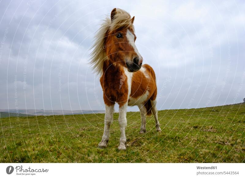 UK, Devon, Dartmoor-Pony im Dartmoor-Nationalpark Wolke Wolken Tierportrait Tierporträts Tierportraet Tierportraets Tierportraits Dartmoor-Ponys Wildtier