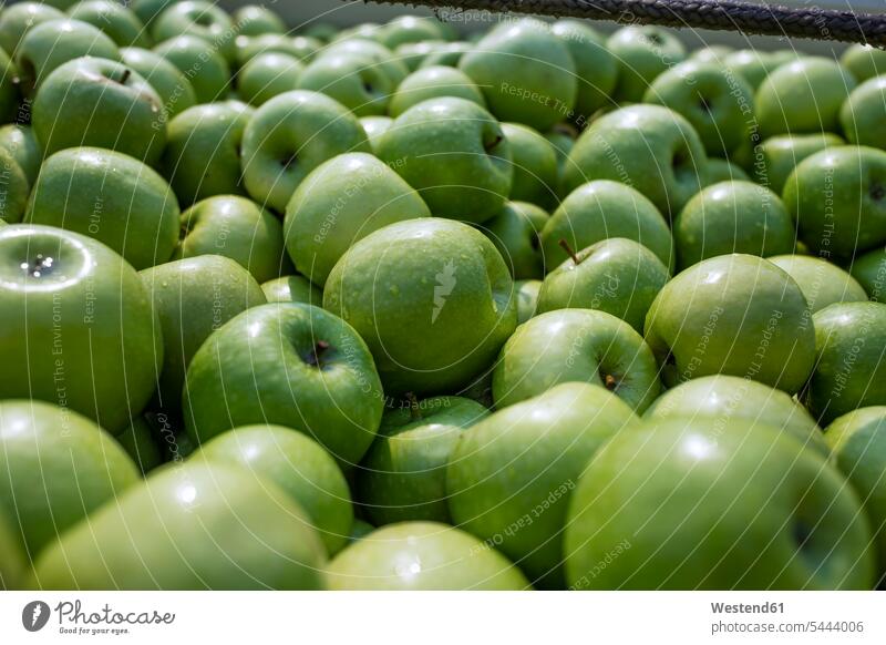 Sortiment von grünen Äpfeln Food and Drink Lebensmittel Essen und Trinken Nahrungsmittel Gesunde Ernährung Ernaehrung Gesunde Ernaehrung Gesundheit gesund