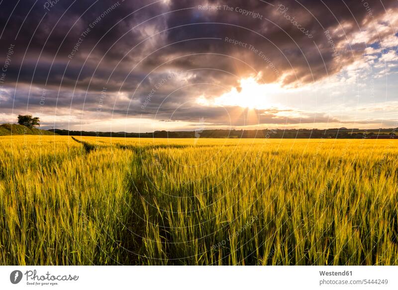 UK, Schottland, East Lothian, Gerstenfeld bei Sonnenuntergang Anbau anbauen Abendhimmel Kornfeld Getreidefeld Getreidefelder Kornfelder abends Abenddämmerung