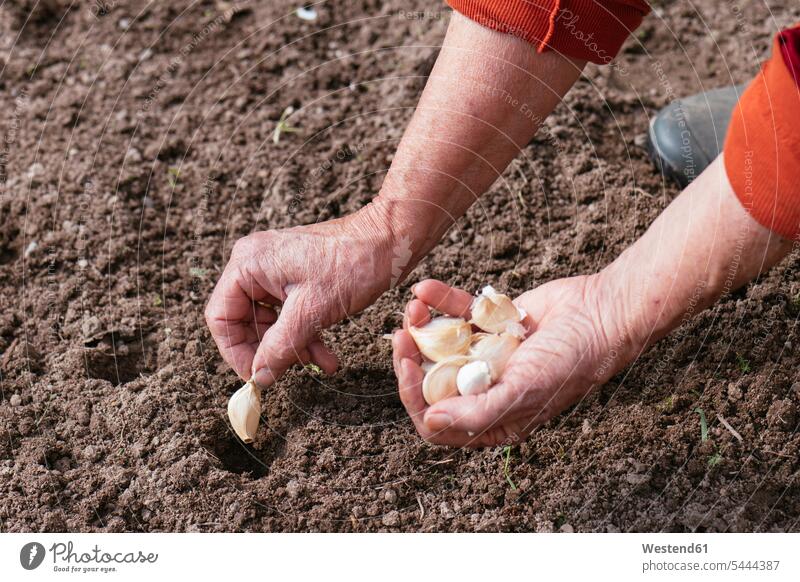 Nahaufnahme einer Frau, die Knoblauch anpflanzt Europäer Kaukasier Europäisch kaukasisch eine Person single 1 ein Mensch einzelne Person Ein nur eine Person