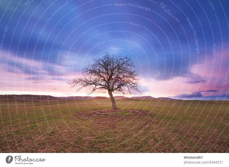 Spanien, einzelner kahler Baum in ländlicher Landschaft in der Dämmerung Wolke Wolken Abendrot Abendroete Abendröte bewölkt Bewölkung bedeckt Bewoelkung wolkig