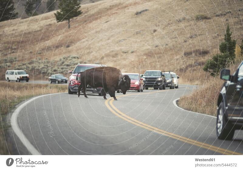 USA, Yellowstone-Nationalpark, Bison-Querstraße Langsamkeit langsam Vorfahrt unterwegs auf Achse in Bewegung Bedrohte Tierart Bedrohte Tierarten