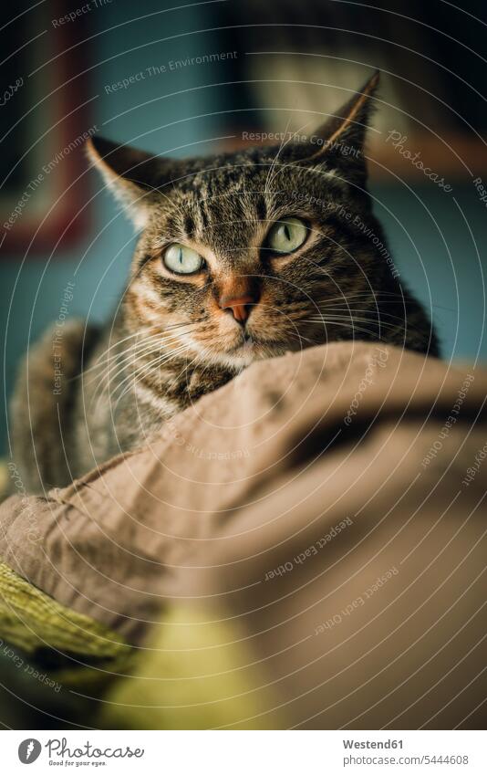 Porträt einer gestromten Katze auf der Couch Haustier Haustiere aufmerksam Aufmerksam Blick blicken Blicke Decke Decken Gemütlich Wohlfühlen behaglich