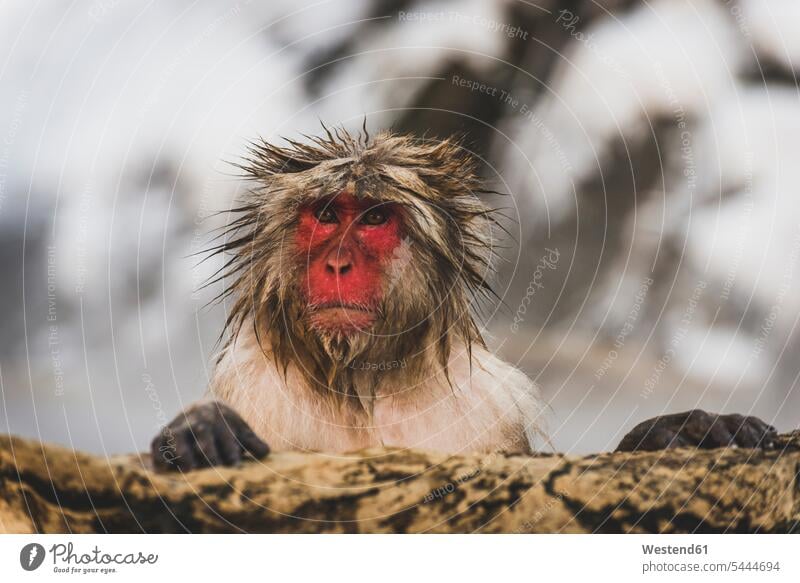 Japan, Yamanouchi, Jigokudani-Affenpark, Porträt eines nassen, rotgesichtigen Makak lustig witzig Tag am Tag Tageslichtaufnahme tagsueber Tagesaufnahmen