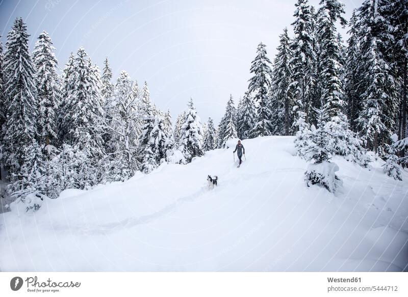 Österreich, Altenmarkt-Zauchensee, junge Frau mit Hund auf Schneeschuhwanderung im Winterwald Hunde Ausflug Ausflüge Kurzurlaub Ausfluege winterlich Winterzeit
