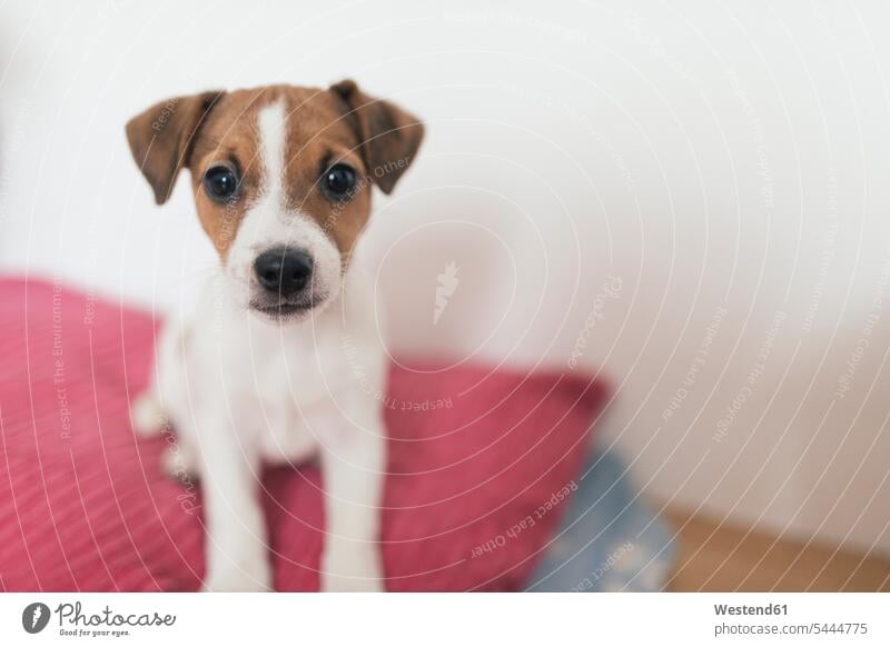 Jack Russel Terrier, Hündin Neugier Neugierde neugierig Hundeblick Blickkontakt Augenkontakt Tiermotive Tierthemen Nahaufnahme Nahaufnahmen Großaufnahme