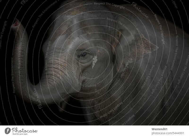 Porträt eines Asiatischen Elefanten vor schwarzem Hintergrund schwarzer Hintergrund Nacht nachts Kraft stark Stärke kräftig Sensibilität sensibel Empfindsamkeit