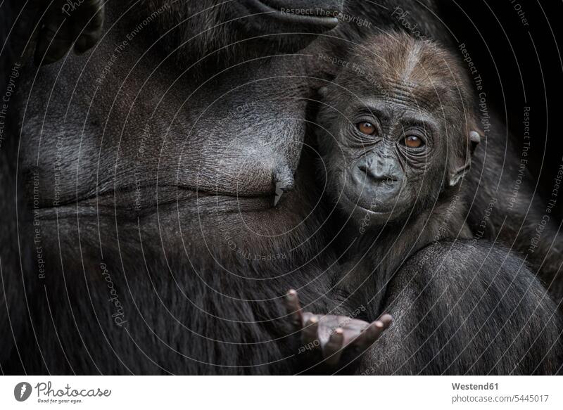 Porträt eines Gorillabababys nahe der Mutter schwarzer Hintergrund junge Tiere Jungtier junges Tier kleine Tiere Jungtiere Tierkinder Muttertier Muttertiere