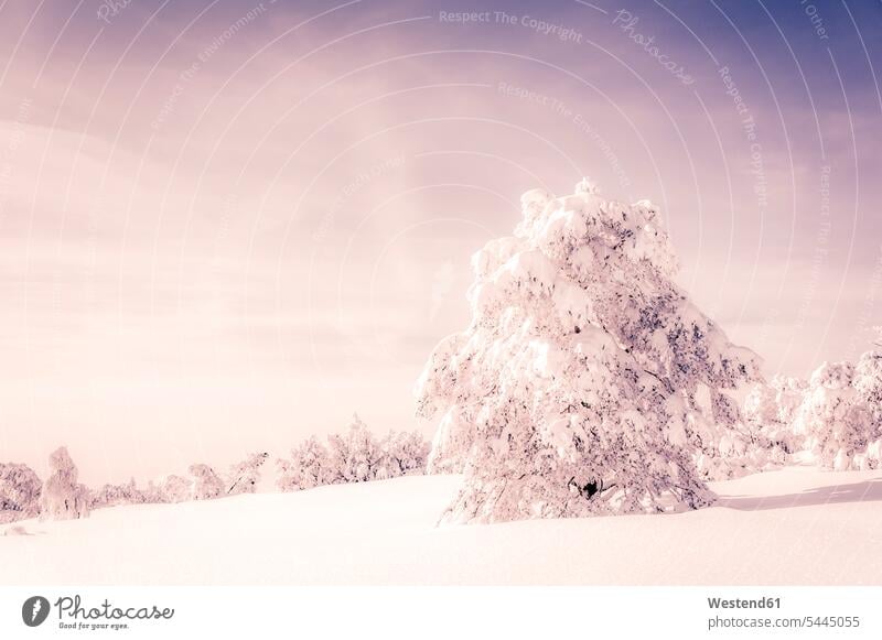 Deutschland, Baden-Württemberg, Schliffkopf, Winterlandschaft im Schwarzwald Wolke Wolken weiß weißes weißer weiss Sonnenlicht Schnee verschneit schneebedeckt