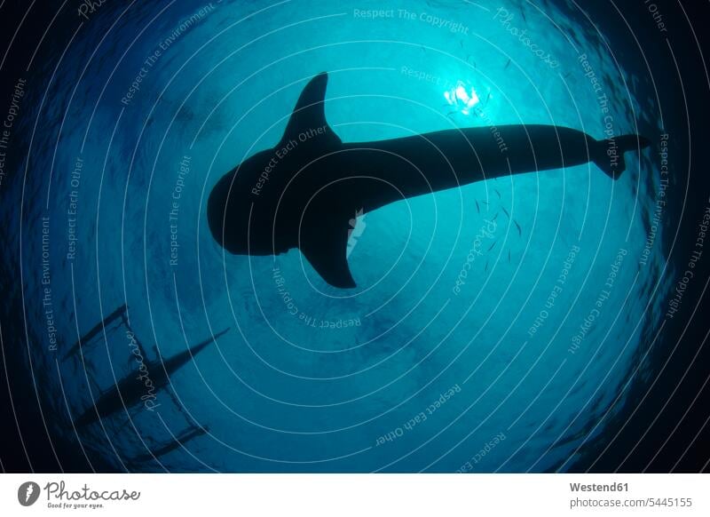 Walhai im Meer Silhouette Umriß Gegenlicht Schattenbilder Silhouetten Konturen Umriss Umrisse schwimmen schwimmend schwimmender schwimmt Natur Wildtier