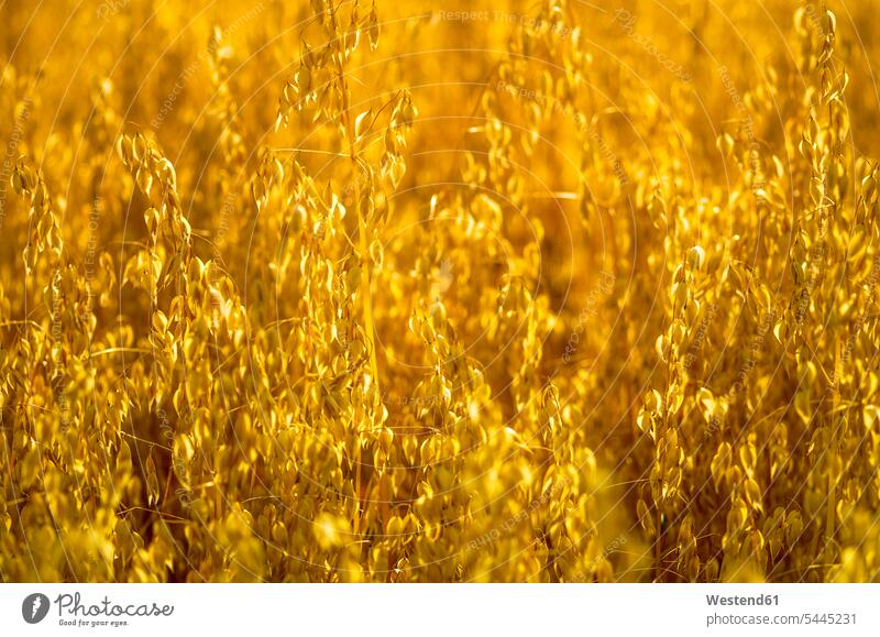 UK, Scotland, East Lothian, field, backlit, Oats (Avena sativa) Hintergrund Textfreiraum Schönheit der Natur Schoenheit der Natur Kulturpflanze Kulturpflanzen