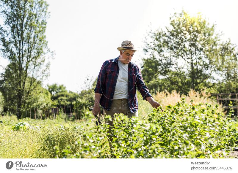 Älterer Mann im Garten untersucht Pflanzen Senior ältere Männer älterer Mann Senioren ansehen untersuchen prüfen Gärten Gaerten männlich Erwachsener erwachsen