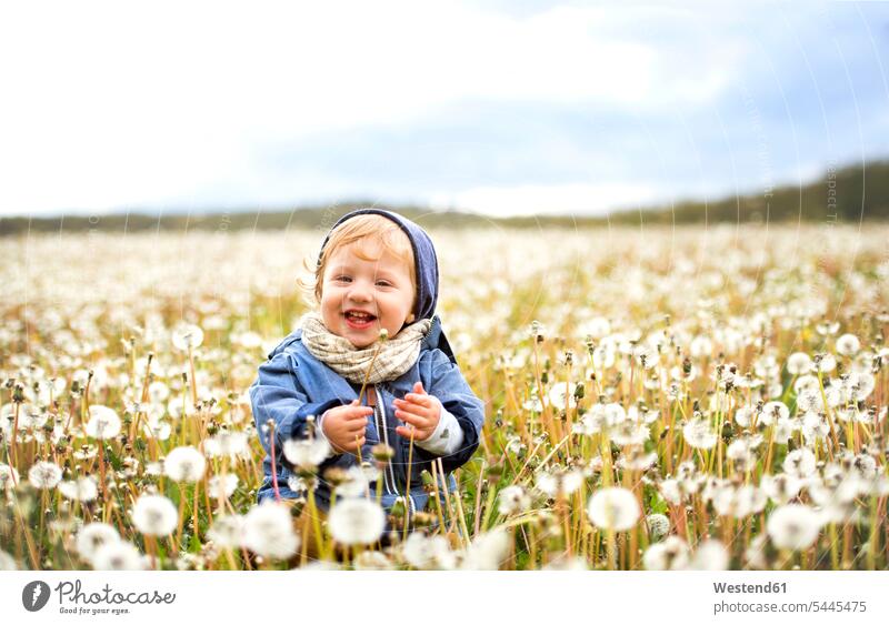 Glücklicher kleiner Junge auf einer Wiese voller Löwenzahn Baby Babies Babys Säuglinge Kind Kinder Pusteblume Pusteblumen glücklich glücklich sein glücklichsein