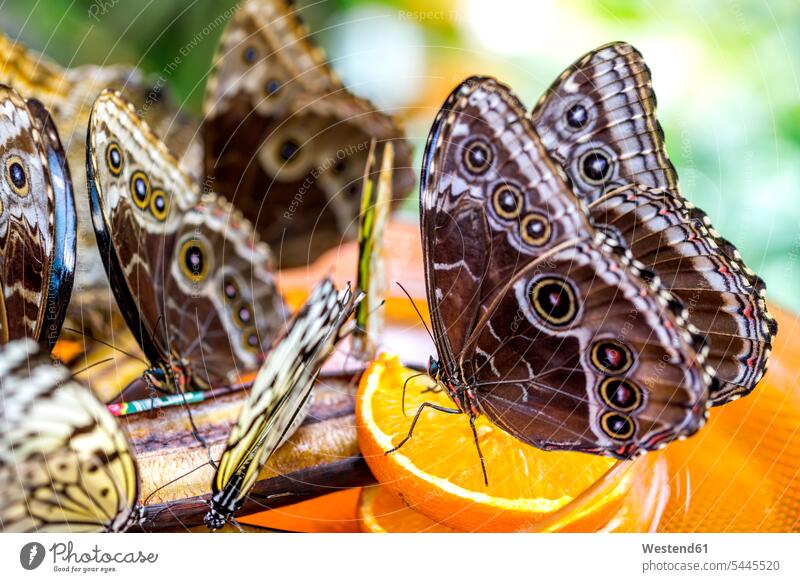 Deutschland, Mainau, Schmetterlinge Schönheit der Natur Schoenheit der Natur Orange Citrus sinensis Apfelsinen Orangen Sieben Tiere 7 7 Tiere sieben Makro