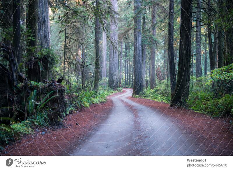 USA, Kalifornien, Crescent City, Jedediah Smith Redwood State Park, Straße United States of America Vereinigte Staaten von Amerika California Wald Forst Wälder