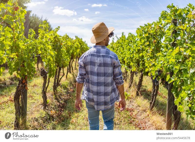 Mann beim Spaziergang im Weinberg gehen gehend geht Weingaerten Weingarten Weingärten Weinberge Männer männlich Landwirtschaft Erwachsener erwachsen Mensch
