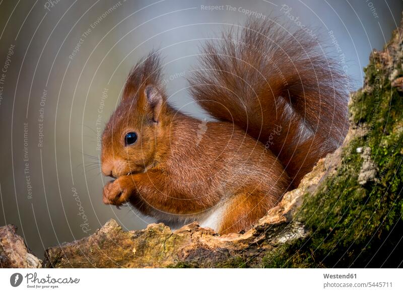 Porträt eines fressenden eurasischen roten Eichhörnchens Niemand rötlich roetlich niedlich süss süß putzig Blickkontakt Augenkontakt Sciurus vulgaris hocken