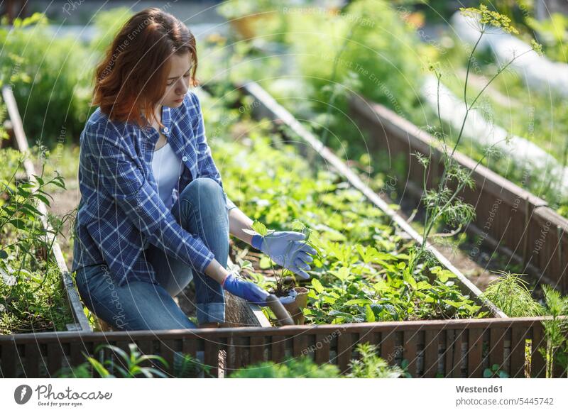 Junge Frau pflanzt Erdbeerpflanze im Garten pflanzen anpflanzen Pflanzensetzen Gärtnerin weiblich Frauen einpflanzen gärtnern Gartenarbeit Gartenbau Gärten