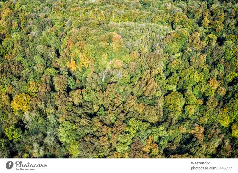 UK, Wales, Herbstwald von oben gesehen grün Herbstfarben Herbstfärbung Natur Ausschnitt Teil Teilansicht Teilabschnitt Anschnitt Teil von Detail Baumwipfel