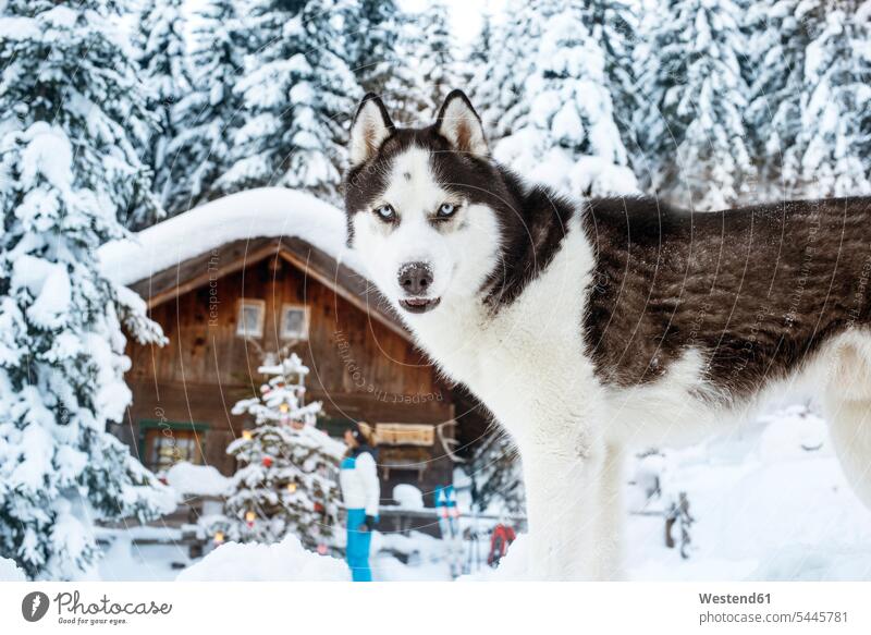 Österreich, Altenmarkt-Zauchensee, Hund im Schnee mit Frau an der Hütte im Hintergrund Hütten weiblich Frauen Hunde Gebäude Bauwerk Bauwerke Wetter Erwachsener