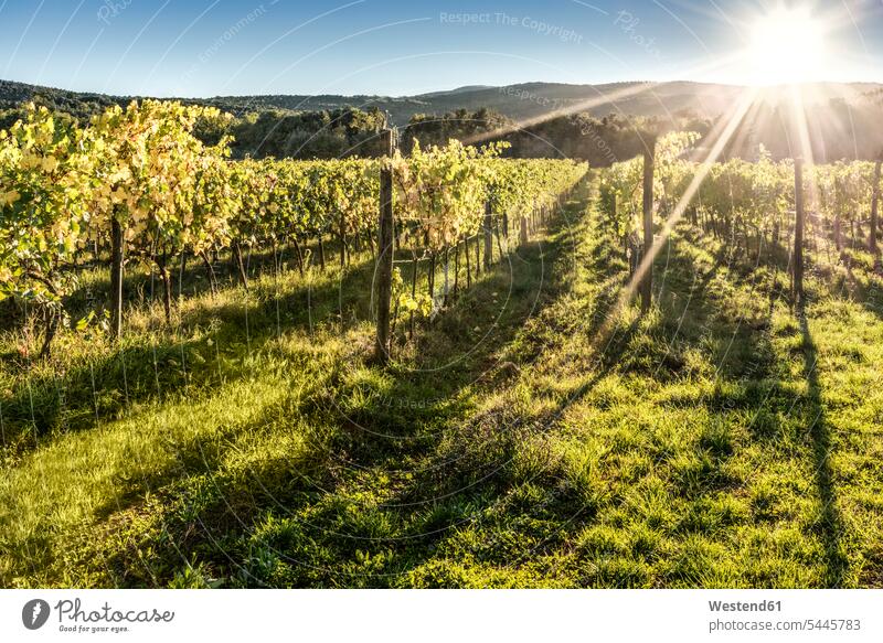Italien, Toskana, Weinberg im Gegenlicht Schönheit der Natur Schoenheit der Natur Linsenreflexion Blendenflecken Reflexlicht Lens Flare Sonnenuntergang