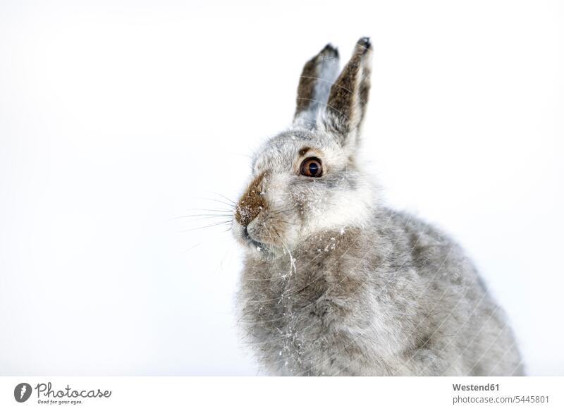 UK, Schottland, Porträt von Schneehase im Schnee weich Außenaufnahme draußen im Freien Lepus timidus Schneehasen Vorsicht vorsichtig Wildleben wildlife