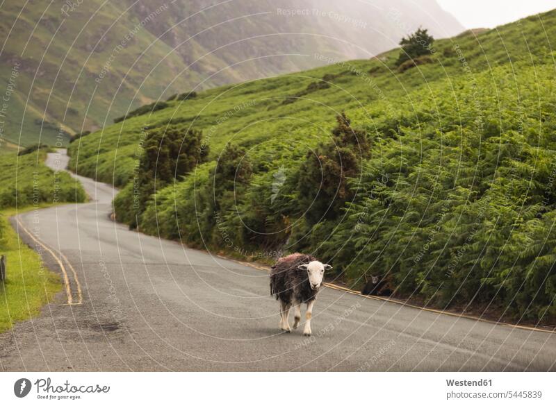 UK, England, Schafe auf der Landstraße Landwirtschaft Natur Hausschaf Hausschafe Ovis orientalis aries hügelige Landschaft ein Tier 1 Einzelnes Tier eins