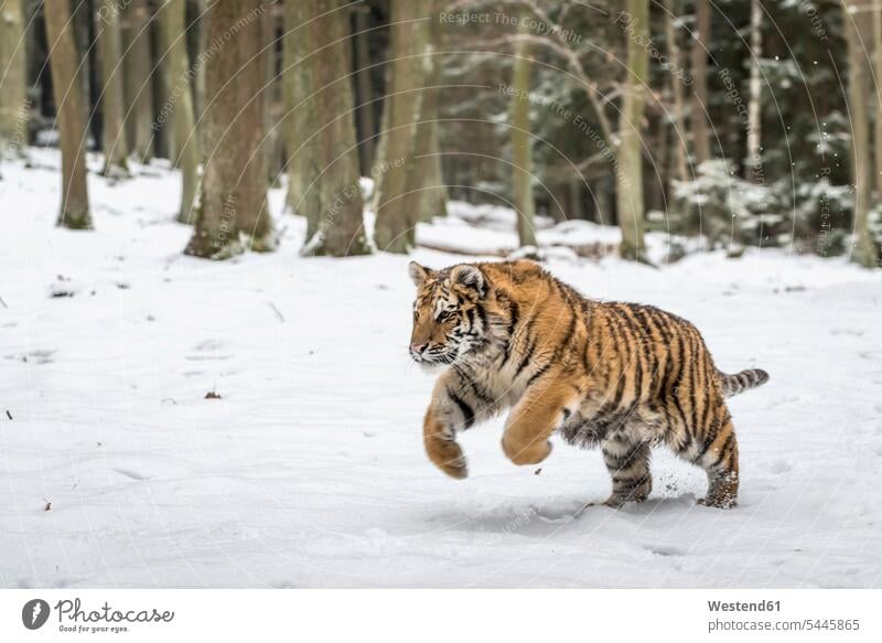 Junger sibirischer Tiger jagt im Schnee Sibirischer Tiger Amurtiger Panthera tigris altaica Sibirische Tiger Amur-Tiger ein Tier 1 Einzelnes Tier eins einzeln