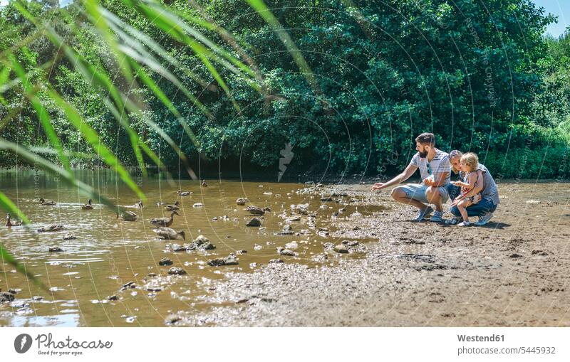 Familie mit kleinem Mädchen, das Enten in einem Teich füttert Teiche Anatinae weiblich Familien füttern Gewässer Wasser Vogel Vögel Aves Voegel Tier Tierwelt