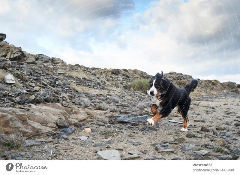 Spanien, Menorca, Porträt eines bernischen Sennenhundes, der im Freien schnell läuft Hund Hunde Haustier Haustiere Ganzkörperansicht Ganzansicht