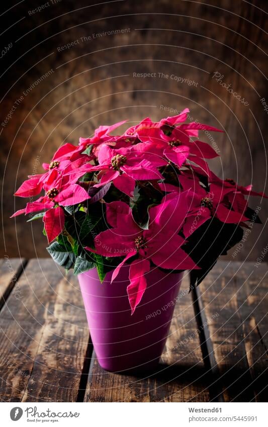 Rosa getopfter Weihnachtsstern auf dunklem Holz Niemand leuchtende Farbe leuchtende Farben dunkler Hintergrund Euphorbia pulcherrima Topfpflanze Topfpflanzen