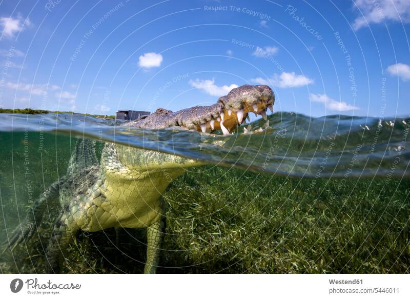 Mexiko, Wiederauftauchen des amerikanischen Krokodils Wolke Wolken Gewässer Wasser Faszination Ehrfurcht einflößend faszinierend Zahn Tierzahn Zähne Tierzähne