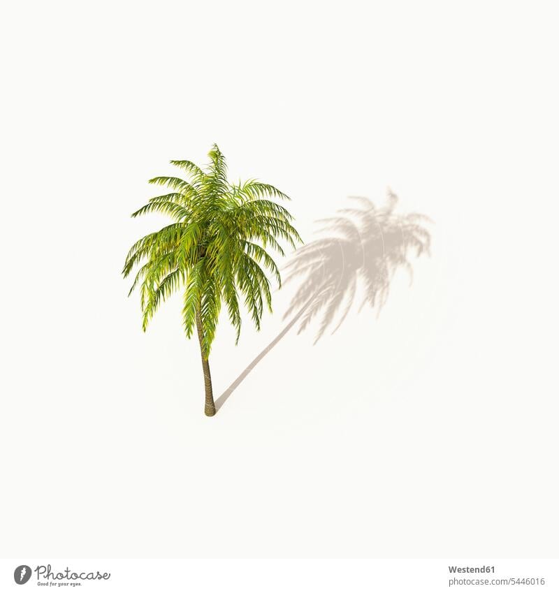Palme mit Schatten auf weißem Hintergrund, 3D-Rendering Textfreiraum Auszeit Time Out Unterbrechung Sommer Sommerzeit sommerlich Ruhe Beschaulichkeit ruhig
