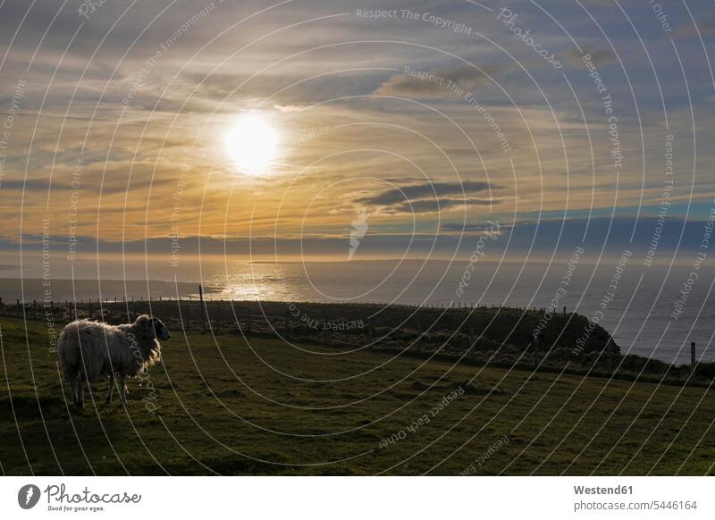 UK, Schottland, Caithness, Küste von Duncansby Head, Schafe bei Sonnenuntergang Küstenlandschaft ein Tier 1 Einzelnes Tier eins einzeln Außenaufnahme draußen