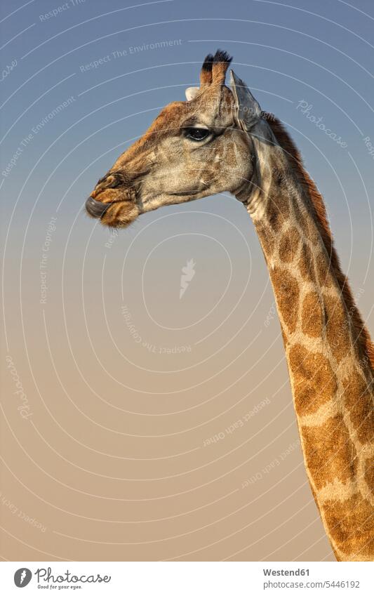 Porträt einer Giraffe Giraffen Giraffa camelopardalis Portrait Porträts Portraits Tag am Tag Tageslichtaufnahme tagsueber Tagesaufnahmen Tageslichtaufnahmen
