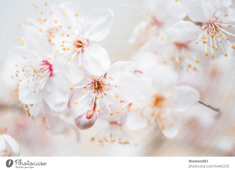 Weiße Blüten, Nahaufnahme Frühling Frühjahr Lenz Schönheit der Natur Schoenheit der Natur blühen erblühen blühend Zartheit zart Staubgefäß Bluete Blueten