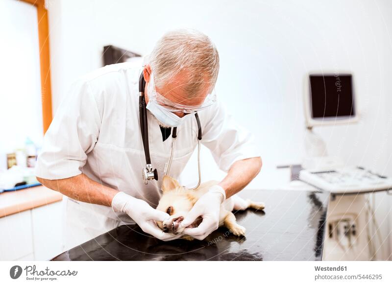 Leitender Tierarzt untersucht Hund in Klinik untersuchen prüfen Hunde Tiermediziner Tierärzte Veterinär Veterinäre Untersuchung mustern Untersuchungen