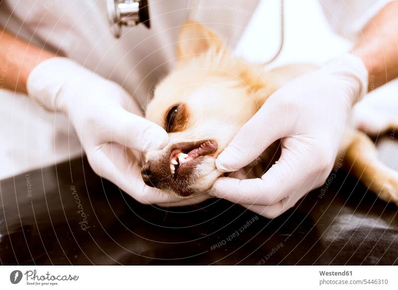 Nahaufnahme eines Tierarztes, der einen Hund in der Klinik untersucht untersuchen prüfen Tiermediziner Tierärzte Veterinär Veterinäre Hunde Untersuchung mustern