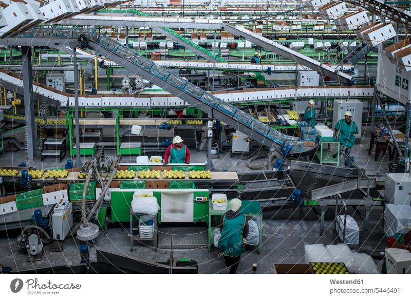 Menschen, die in einer Apfel-Fabrik arbeiten Südafrika Verpackungsmaschine Verpackungsmaschinen Arbeiterin Arbeiterinnen Sortiermaschine Sortiermaschinen