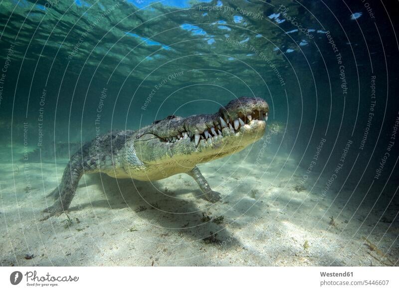 Mexiko, Amerikanisches Krokodil unter Wasser Natur schwimmen tauchen Gewässer Zahn Tierzahn Zähne Tierzähne Faszination Ehrfurcht einflößend faszinierend