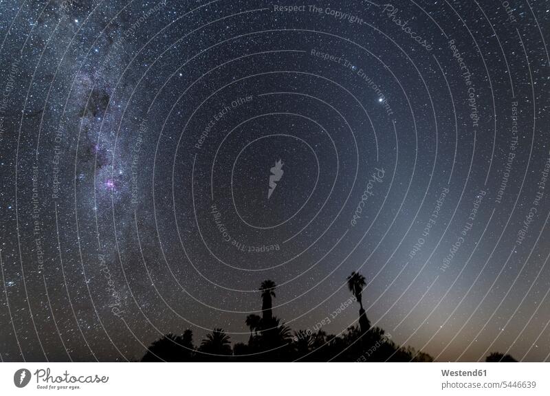 Namibia, Region Khomas, bei Uhlenhorst, Astrofoto, Band der Milchstraße und paralleles Zodiakallicht mit Palmen im Vordergrund während der Dämmerung Landschaft