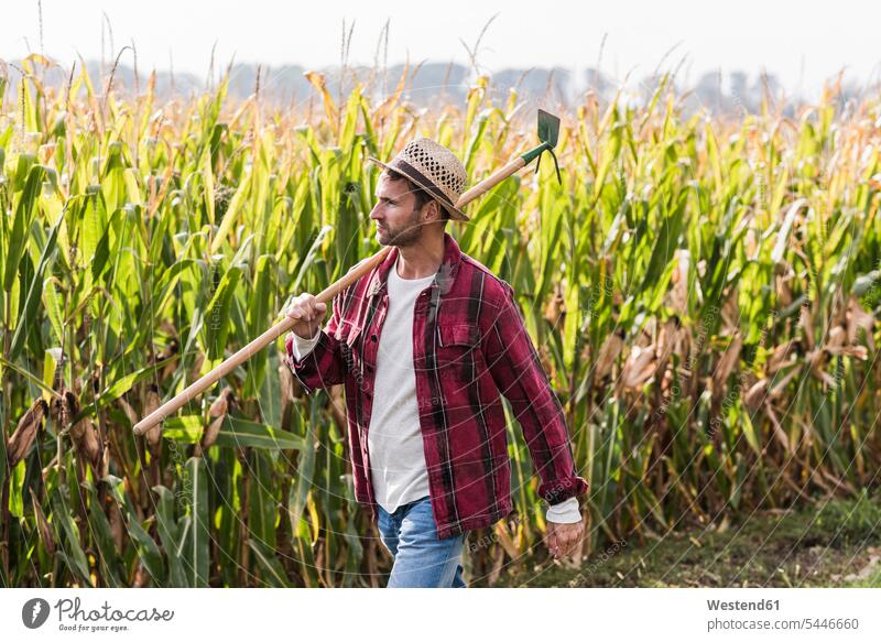 Landwirt geht am Maisfeld entlang Mann Männer männlich Bauer Landwirte Bauern gehen gehend Feld Felder Erwachsener erwachsen Mensch Menschen Leute People