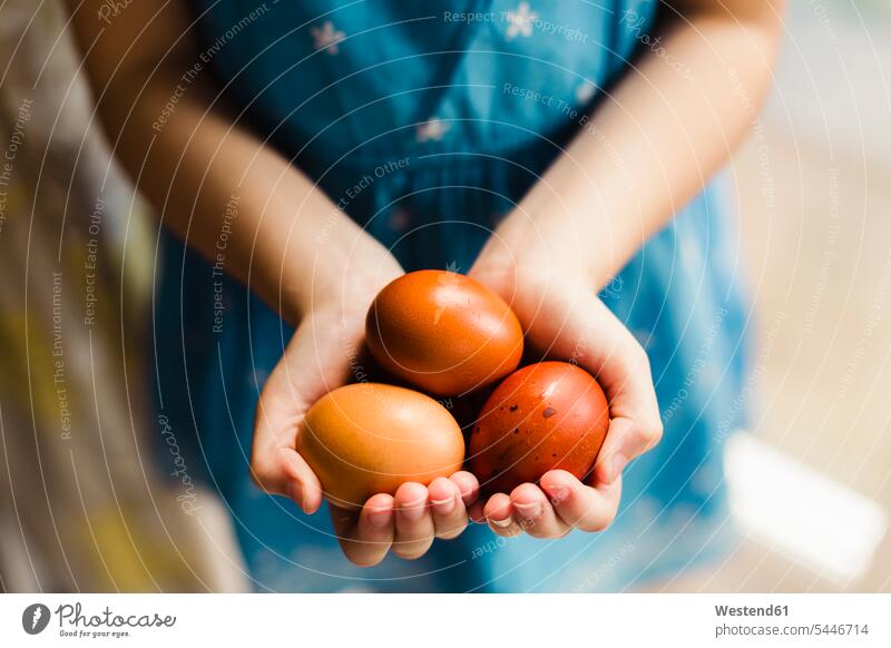 Hände eines kleinen Mädchens mit drei braunen Eiern weiblich Hand Osterei Ostereier halten Kind Kinder Kids Mensch Menschen Leute People Personen Ostern
