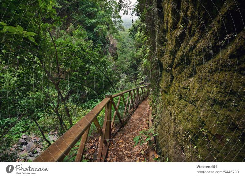 Spanien, Kanarische Inseln, La Palma, Pfad im Tropenwald tropisch grün Geländer Baum Bäume Baeume Waldweg Waldwege Abgeschiedenheit Einsamkeit abgeschieden